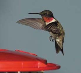 Anna's Hummingbird on Feeder
