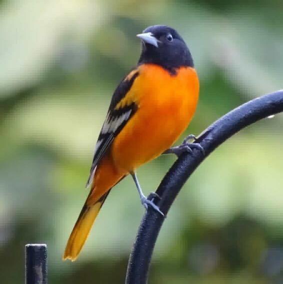 The Oriole Bird - Baltimore Orioles 